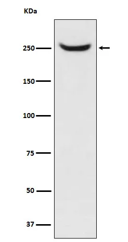NuMA (NUMA1) Rabbit Monoclonal Antibody - image 1