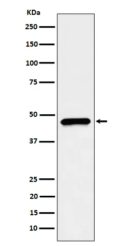 HDHD5 Rabbit Monoclonal Antibody - image 1