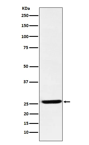 EBI3 Rabbit Monoclonal Antibody - image 1