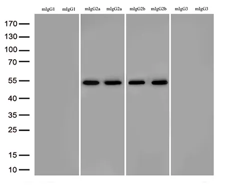 mIgG2a and mIgG2b Fcγ Fragment Specific Rabbit monoclonal antibody,clone OTIR9H1 - image 1