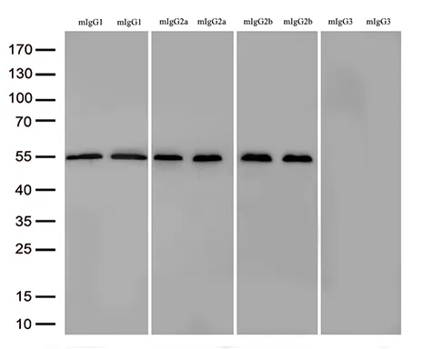 mIgG1 and mIgG2a and mIgG2b Fcγ Fragment Specific Rabbit monoclonal antibody,OTIR11B10 - image 1