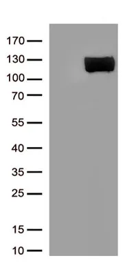 ACE2 Mouse Monoclonal Antibody (Biotin conjugated) [Clone ID: OTI4C5] (Angiotensin Converting Enzyme 2) - image 1