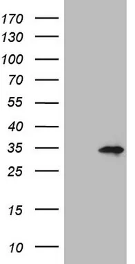 SENP8 Mouse Monoclonal Antibody (Biotin conjugated) [Clone ID: OTI10C11] - image 1
