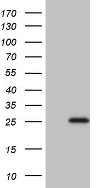 TNFRSF18 Mouse Monoclonal Antibody (HRP conjugated) [Clone ID: OTI1C4] - image 1