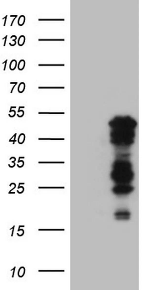 SHARP1 (BHLHE41) Mouse Monoclonal Antibody (HRP conjugated) [Clone ID: OTI10B11] - image 1