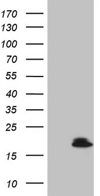 VIP Mouse Monoclonal Antibody (Biotin conjugated) [Clone ID: OTI5B5] - image 1