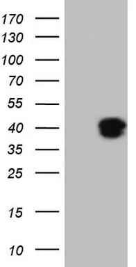 KLF2 Mouse Monoclonal Antibody (Biotin conjugated) [Clone ID: OTI5F1] - image 1