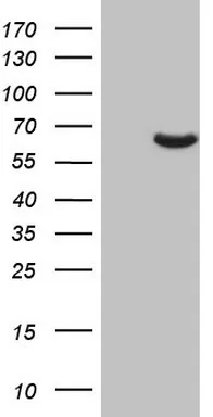 PAPSS2 Mouse Monoclonal Antibody (HRP conjugated) [Clone ID: OTI2E7] - image 1