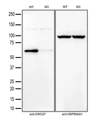 SDCCAG10 (CWC27) Mouse Monoclonal Antibody (HRP conjugated) [Clone ID: OTI4C8] - image 1