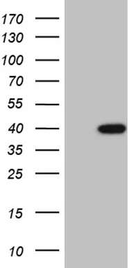 POU4F3 Mouse Monoclonal Antibody (Biotin conjugated) [Clone ID: OTI4D12] - image 1