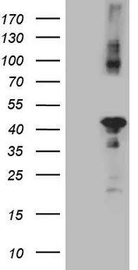 CIAPIN1 Mouse Monoclonal Antibody (Biotin conjugated) [Clone ID: OTI5A6] - image 1