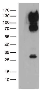 CD34 Mouse Monoclonal Antibody (HRP conjugated) [Clone ID: OTI12F2] - image 1