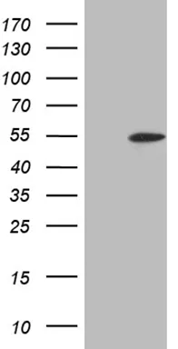 ELP4 Mouse Monoclonal Antibody (Biotin conjugated) [Clone ID: OTI4B2] - image 1