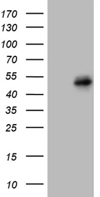 FRA2 (FOSL2) Mouse Monoclonal Antibody (Biotin conjugated) [Clone ID: OTI1G2] - image 1
