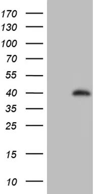 ZFYVE1 Mouse Monoclonal Antibody (Biotin conjugated) [Clone ID: OTI1A2] - image 1