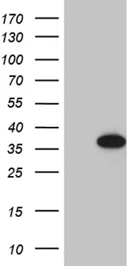 FBXO6 Mouse Monoclonal Antibody (HRP conjugated) [Clone ID: OTI6A4] - image 1