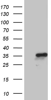 NABP1 Mouse Monoclonal Antibody (Biotin conjugated) [Clone ID: OTI4D5] - image 1