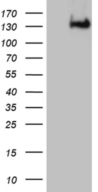 RNA5-8SN2 Mouse Monoclonal Antibody (Biotin conjugated) [Clone ID: OTI6D9] - image 1
