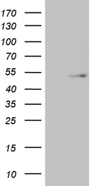 Dnmt2 (TRDMT1) Mouse Monoclonal Antibody (HRP conjugated) [Clone ID: OTI8H10] - image 1