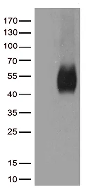 B7-1 (CD80) Mouse Monoclonal Antibody (HRP conjugated) [Clone ID: OTI11G5] - image 1