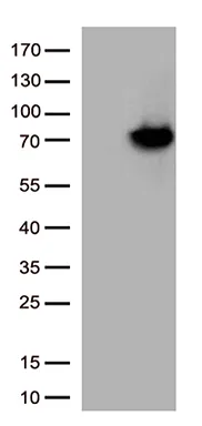 ARSB Mouse Monoclonal Antibody [Clone ID: OTI2A5] - image 1