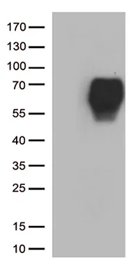 B7-2 (CD86) Mouse Monoclonal Antibody (HRP conjugated) [Clone ID: OTI8A7] - image 1
