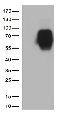 B7-2 (CD86) Mouse Monoclonal Antibody (HRP conjugated) [Clone ID: OTI3B10] - image 1