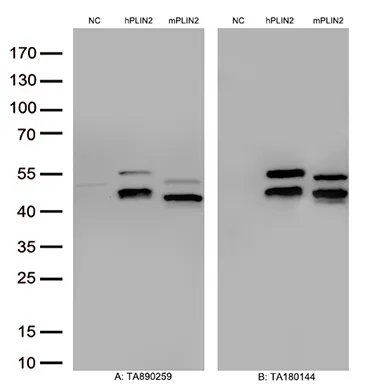ADFP (PLIN2) Rabbit Polyclonal Antibody - image 1
