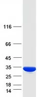 PYCR3 (NM_023078) Human Recombinant Protein - image 1