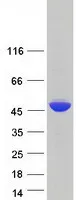POLR1C (NM_203290) Human Recombinant Protein - image 1