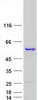UAP1 (NM_003115) Human Recombinant Protein - image 1