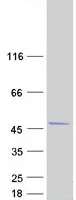 Macro H2A.2 (H2AFY2) (NM_018649) Human Recombinant Protein - image 1