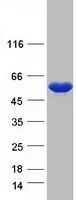 NPEPL1 (NM_024663) Human Recombinant Protein - image 1