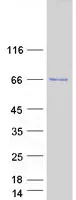 TRIM25 (NM_005082) Human Recombinant Protein - image 1
