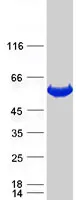 CALCOCO2 (NM_005831) Human Recombinant Protein - image 1