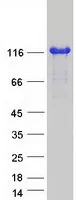 AFAP1L2 (NM_032550) Human Recombinant Protein - image 1