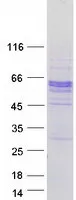 SPOCK2 (NM_014767) Human Recombinant Protein - image 1