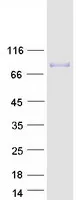 COL9A3 (NM_001853) Human Recombinant Protein - image 1