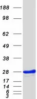 Inosine triphosphate pyrophosphatase (ITPA) (NM_033453) Human Recombinant Protein - image 1