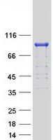 Aconitase 2 (ACO2) (NM_001098) Human Recombinant Protein - image 1