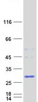 HDHD1A (PUDP) (NM_012080) Human Recombinant Protein - image 1