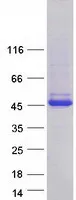 MAGEA4 (NM_001011549) Human Recombinant Protein - image 1