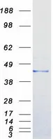 G protein alpha Inhibitor 2 (GNAI2) (NM_002070) Human Recombinant Protein - image 1