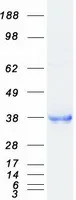 Langerin (CD207) (NM_015717) Human Recombinant Protein - image 1