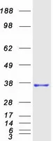 C2ORF25 (MMADHC) (NM_015702) Human Recombinant Protein - image 1
