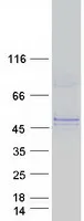 GLT8D2 (NM_031302) Human Recombinant Protein - image 1