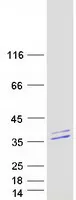 SPRYD4 (NM_207344) Human Recombinant Protein - image 1