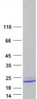 TMEM140 (NM_018295) Human Recombinant Protein - image 1