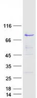 NAP1L2 (NM_021963) Human Recombinant Protein - image 1