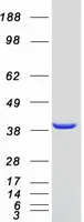 VPS26 (VPS26A) (NM_004896) Human Recombinant Protein - image 1